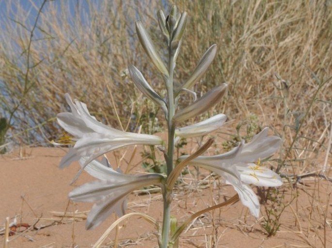 Hesperocallis undulata