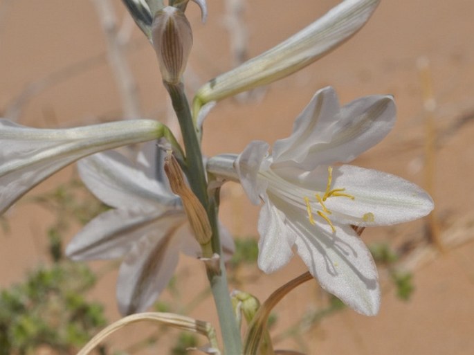 HESPEROCALLIS UNDULATA A. Gray