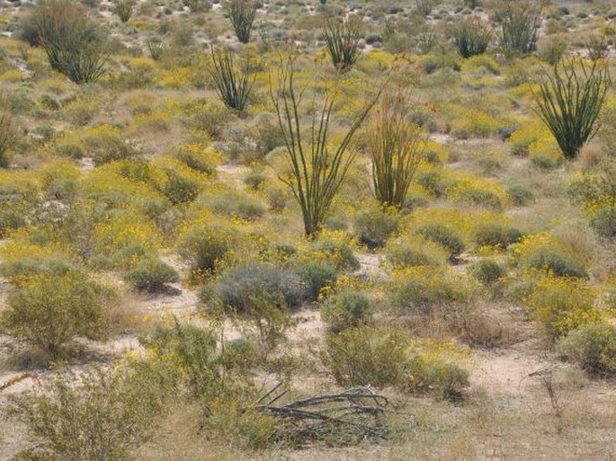 Hesperocallis undulata