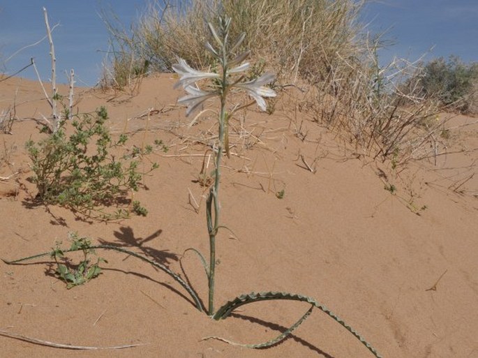 Hesperocallis undulata