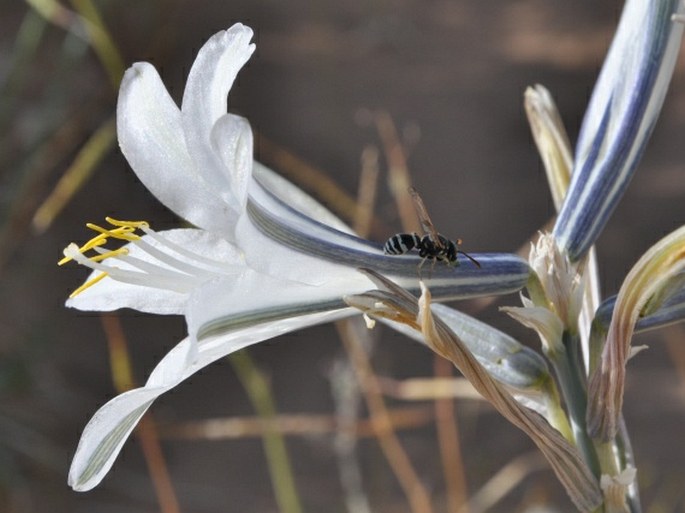 Hesperocallis undulata