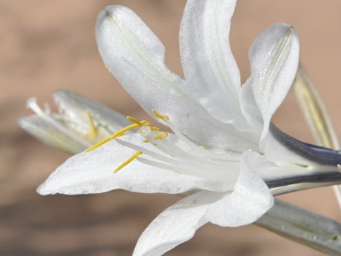 Hesperocallis undulata