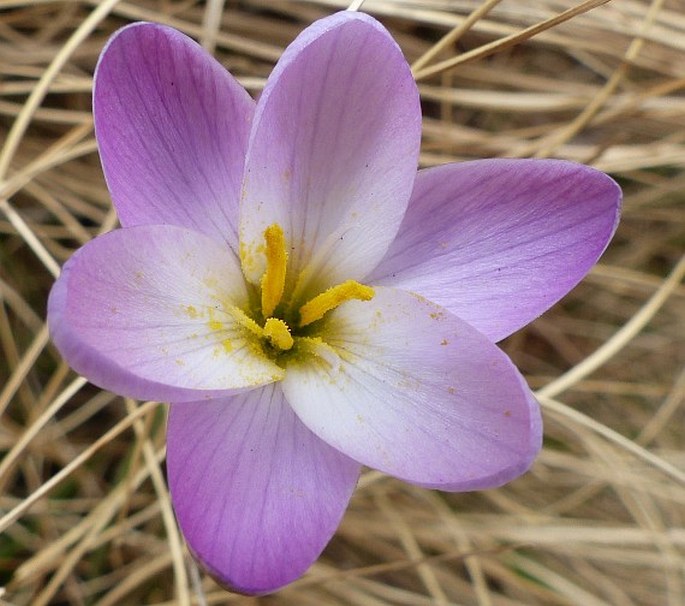 HESPERANTHA SCHELPEANA Hilliard et B. L. Burtt