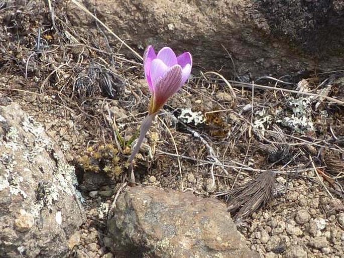 Hesperantha schelpeana