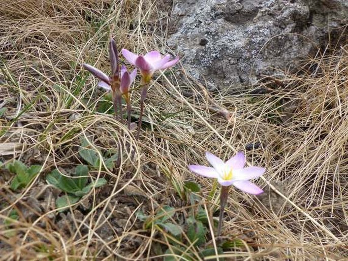 Hesperantha schelpeana