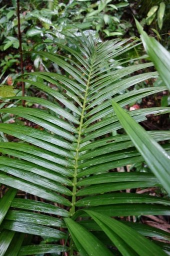 Heterospathe elata