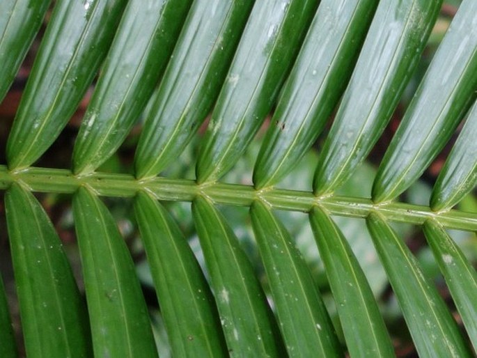 Heterospathe elata