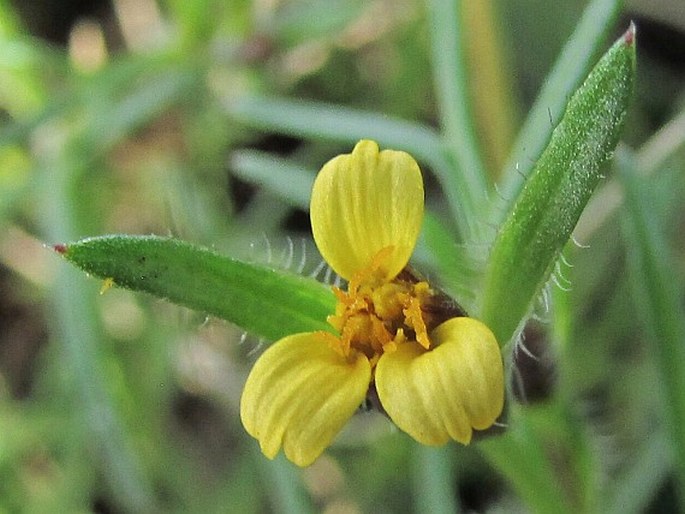 Heterosperma pinnatum