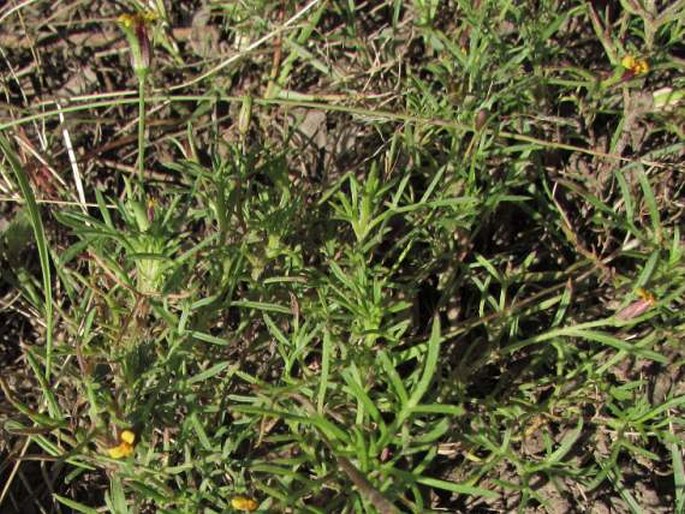 Heterosperma pinnatum