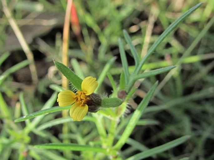 HETEROSPERMA PINNATUM Cav.