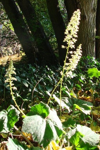 Heuchera villosa