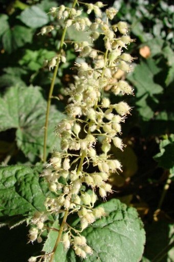 Heuchera villosa