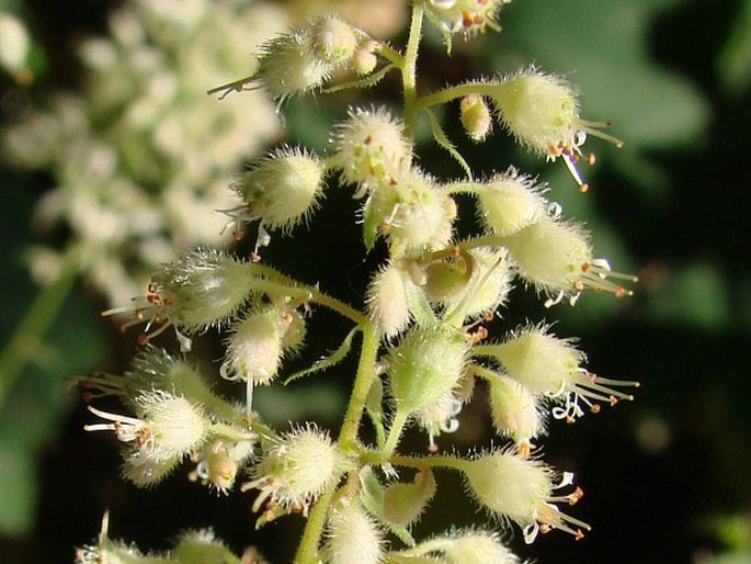 Heuchera villosa