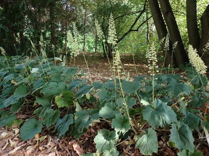 Heuchera villosa