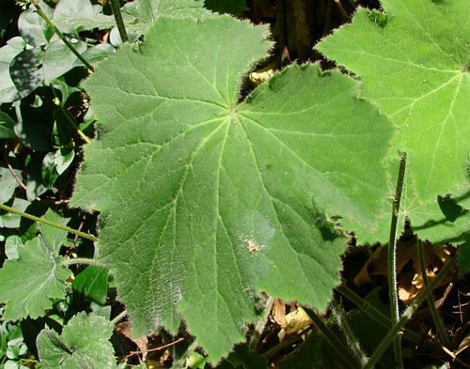 Heuchera villosa