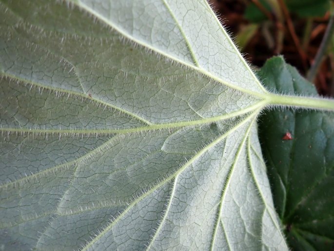 Heuchera villosa