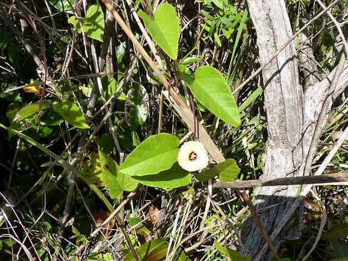 Hewittia malabarica