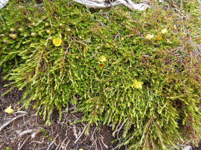 Hibbertia procumbens