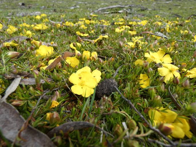 Hibbertia procumbens