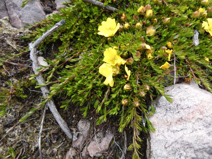 Hibbertia procumbens