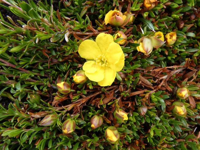 Hibbertia procumbens