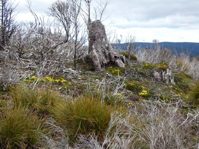 Hibbertia procumbens