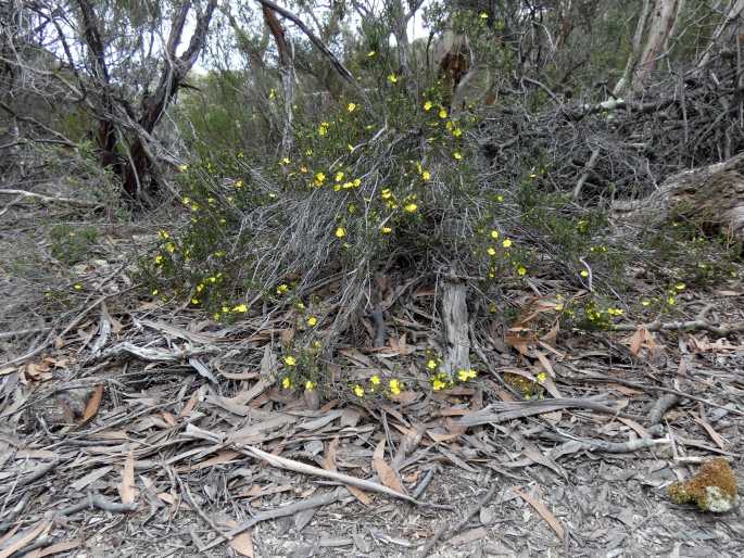 Hibbertia riparia