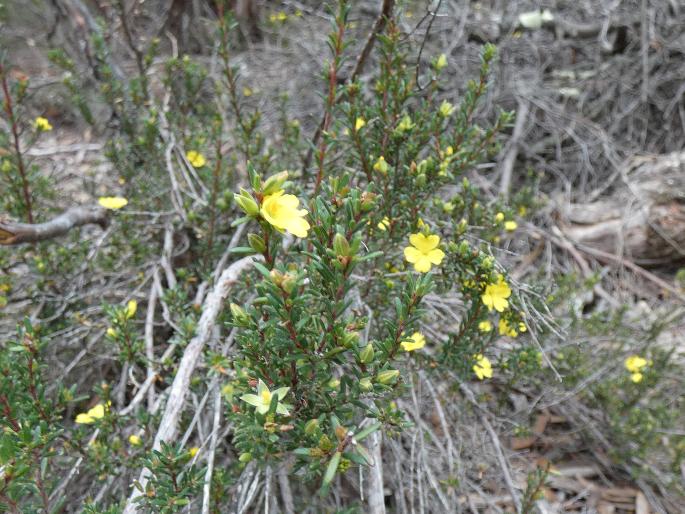 Hibbertia riparia