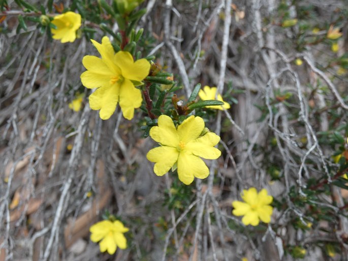 Hibbertia riparia