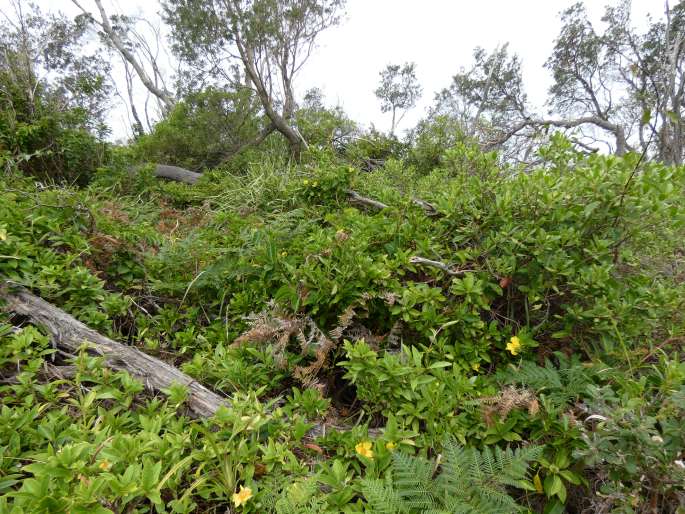 Hibbertia scandens