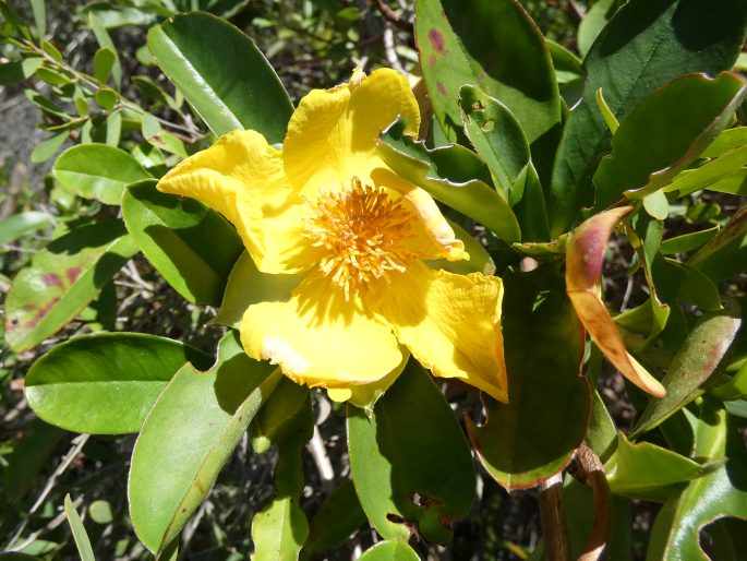 Hibbertia scandens