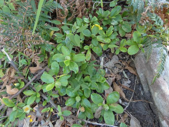 Hibbertia scandens