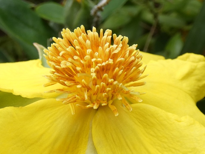 Hibbertia scandens