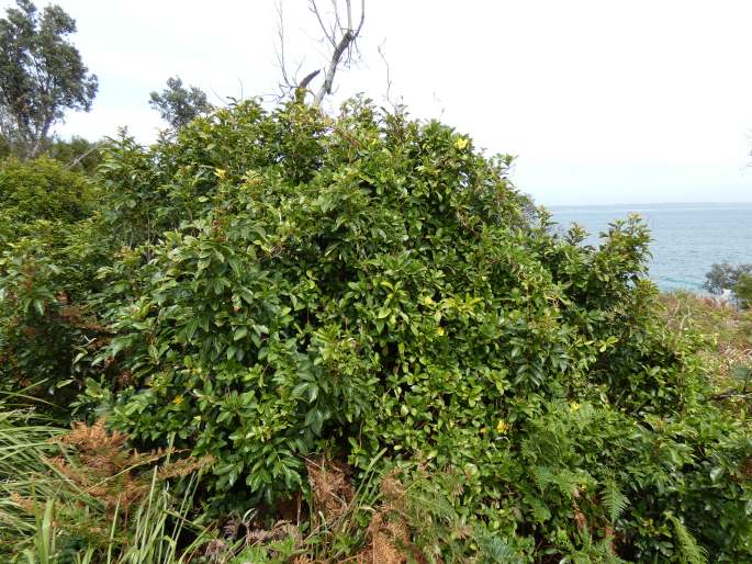 Hibbertia scandens