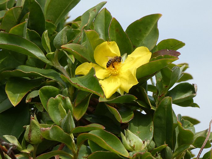 Hibbertia scandens