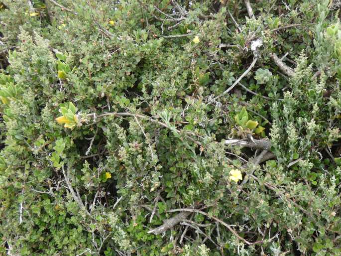 Hibbertia truncata