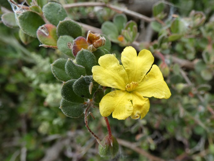 Hibbertia truncata