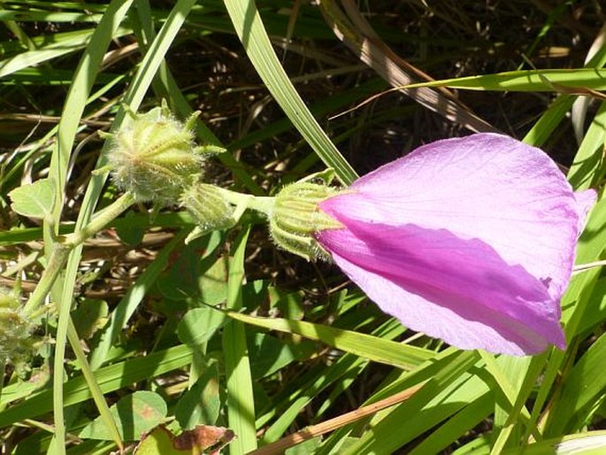 Hibiscus furcellatus