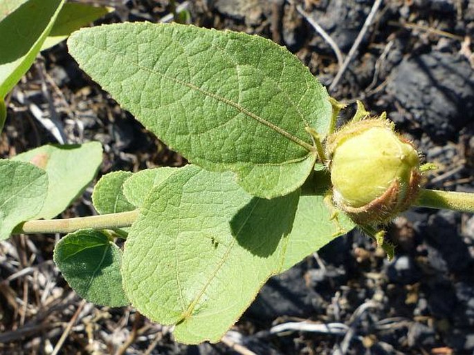 Hibiscus furcellatus