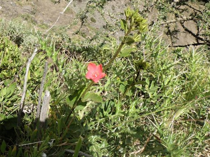 Hibiscus crassinervius