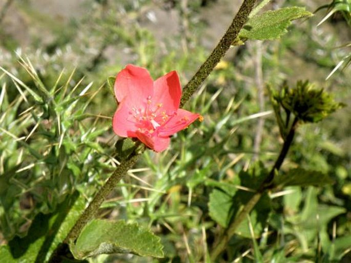 Hibiscus crassinervius