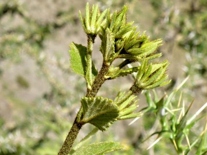 Hibiscus crassinervius