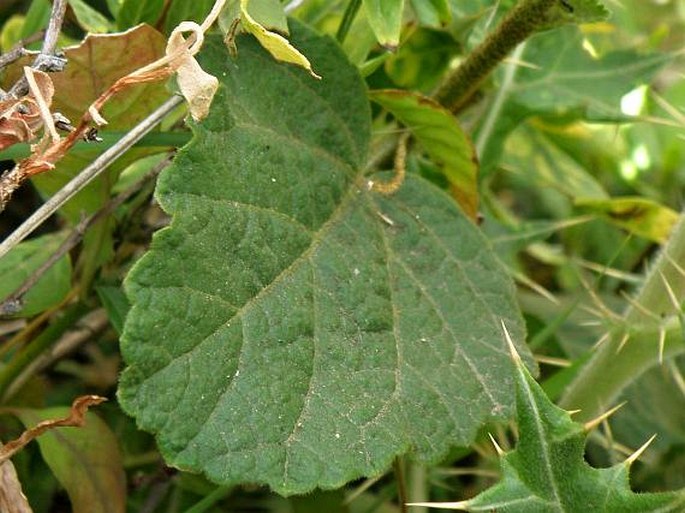 Hibiscus crassinervius