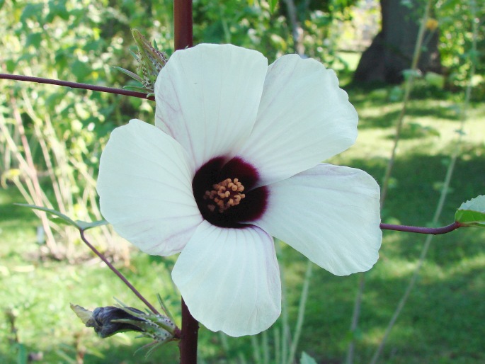 Hibiscus sabdariffa