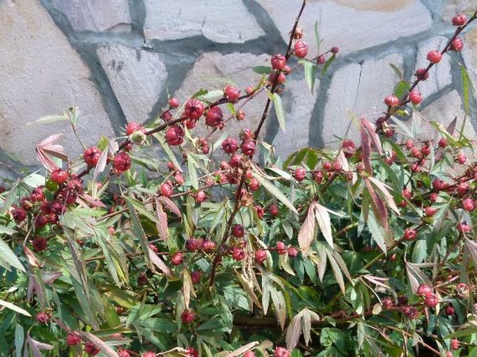 Hibiscus sabdariffa