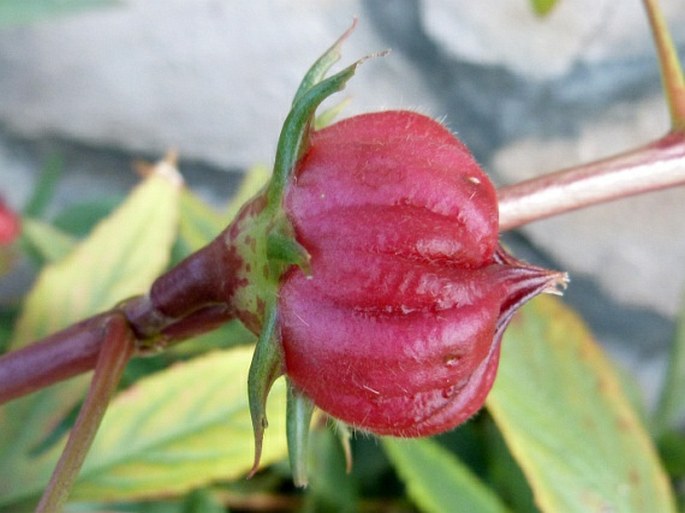 Hibiscus sabdariffa