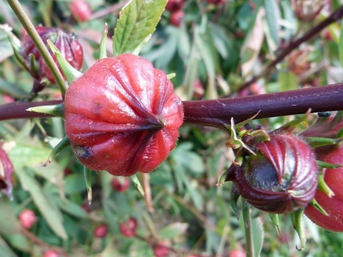 Hibiscus sabdariffa