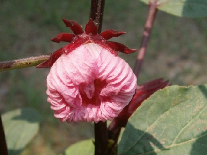 Hibiscus sabdariffa