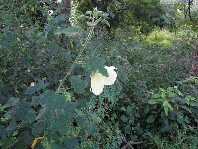 Hibiscus vitifolius