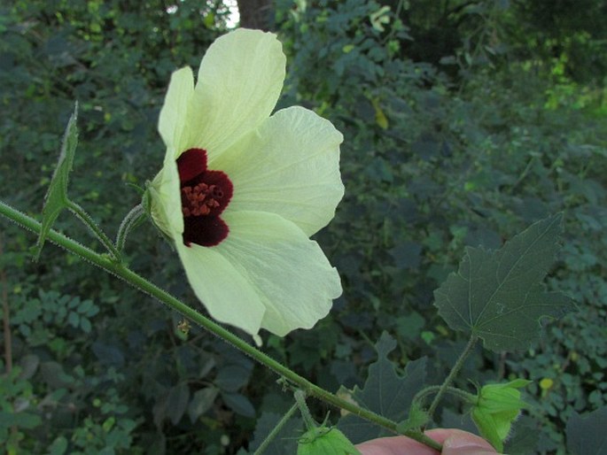 Hibiscus vitifolius